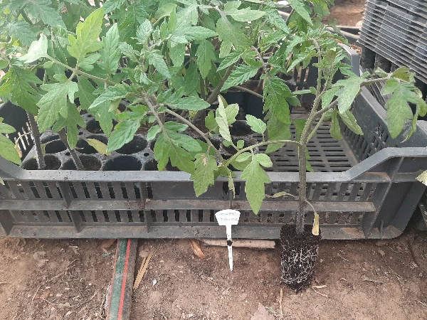 Kecskeméti jubileum paradicsom palánta - tovább nevelésre