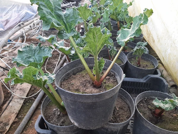 Rebarbara palánta (konténeres)