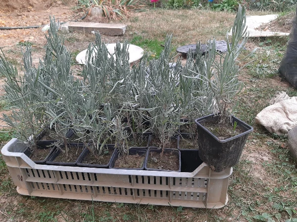 Levendula (konténeres)