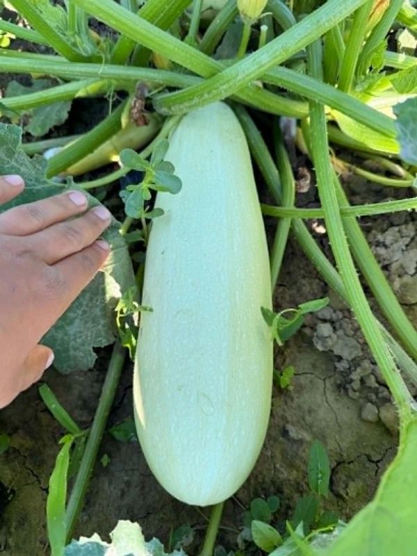 Tök - rántani való (kb. 0,4-0,6 kg)