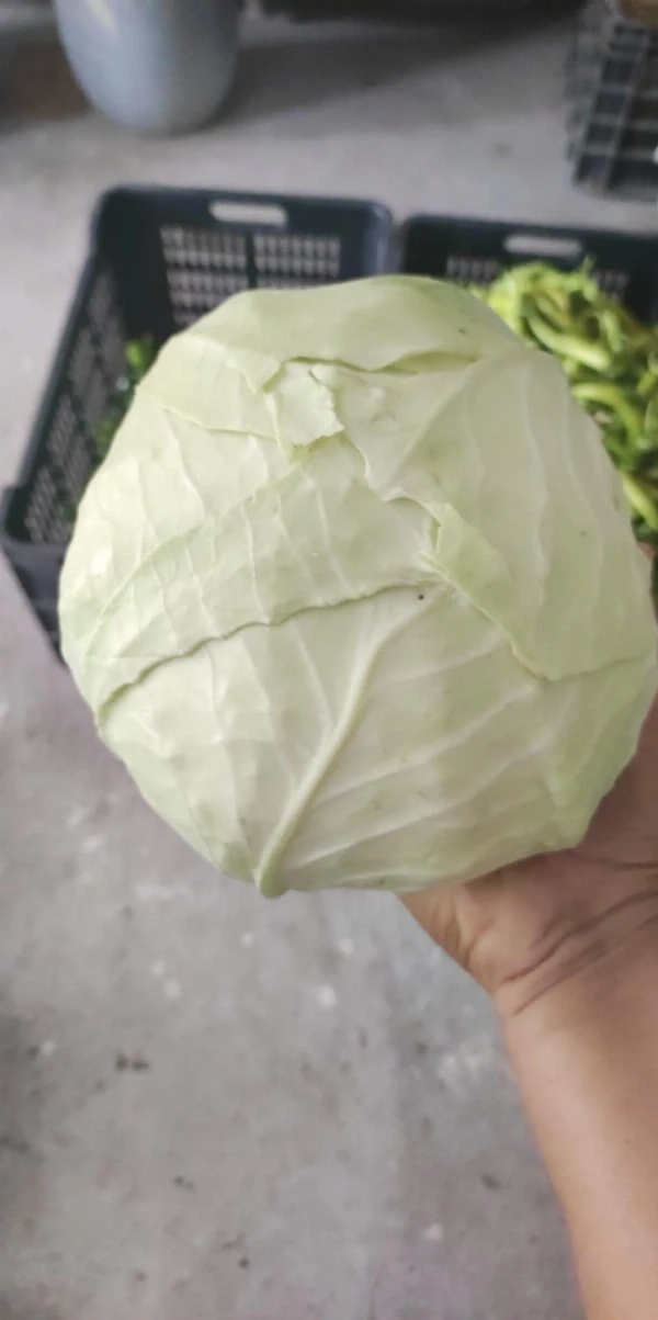 Új káposzta (kb. 1,5-2 kg)