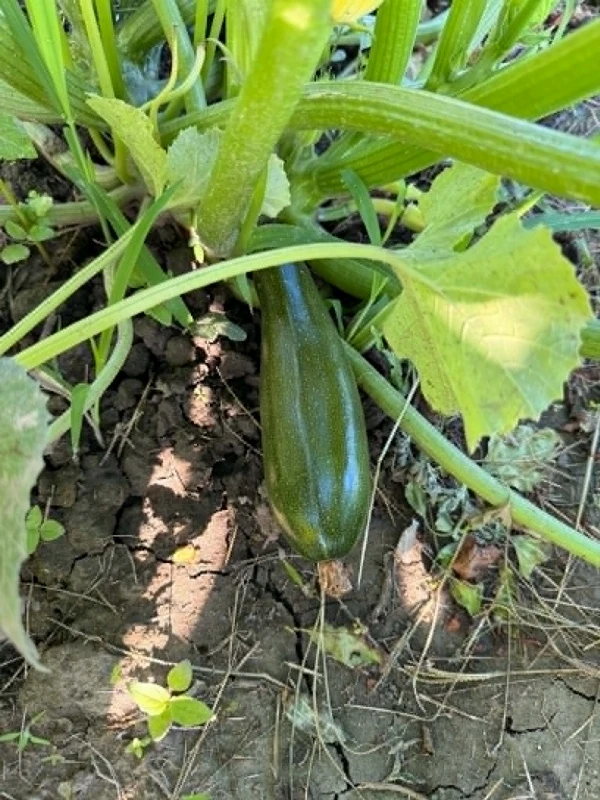 Cukkini - rántani való (kb. 0,4-0,6 kg)