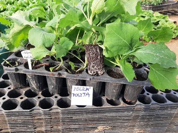 Kelkáposzta palánta