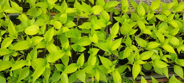 Pritamin paprika palánta