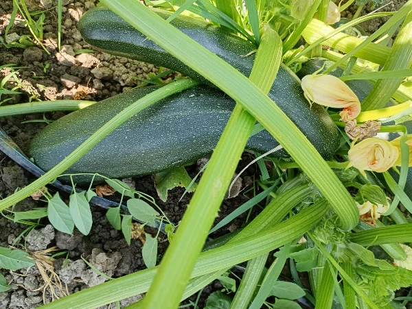Cukkini (0,8-2 kg/db)