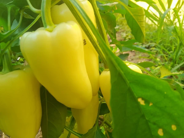 Fehér TV paprika