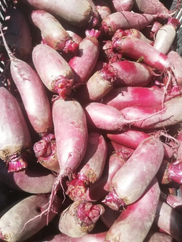 Cékla hosszúkás (apró)