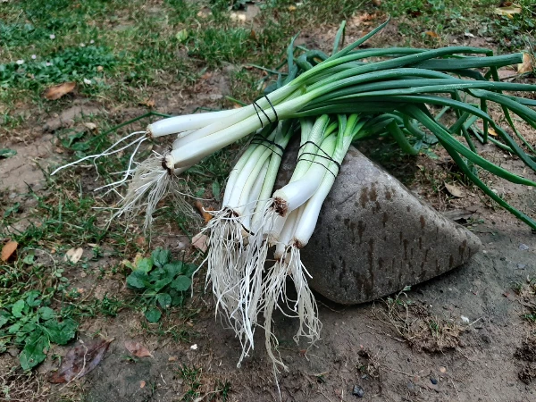 Zöldhagyma (fehér)