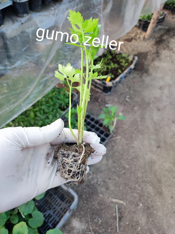 Zeller gumó palánta