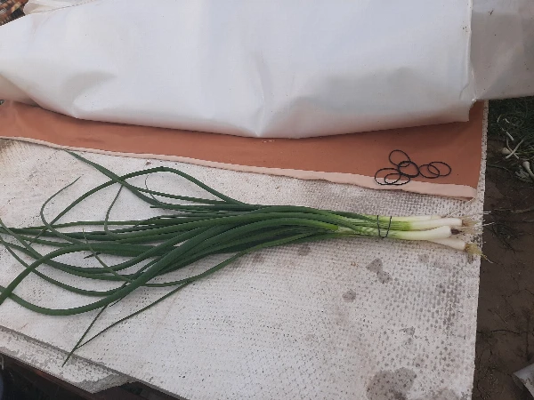 Holland csemege hagyma