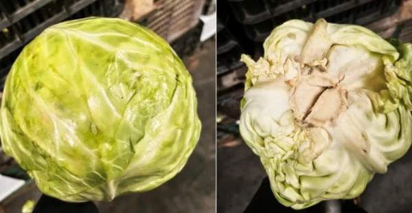 Fejeskáposzta (kb. 1,5-1,8 kg/db)