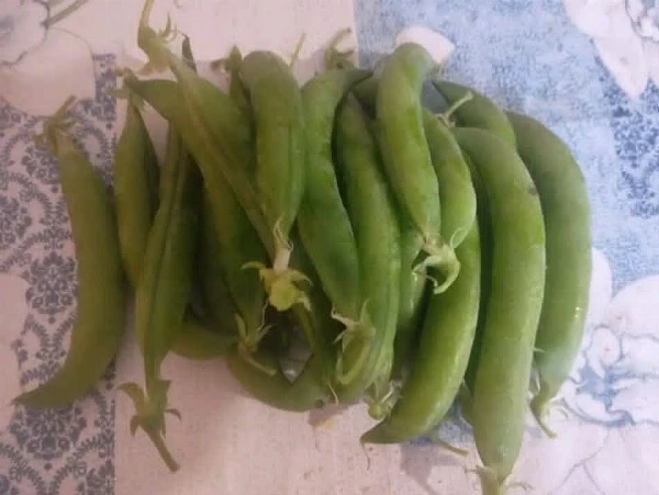 Cukorborsó (héjas)