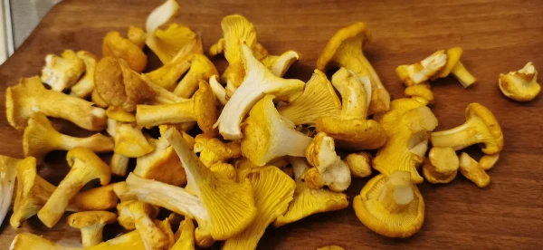 Sárga rókagomba (friss)