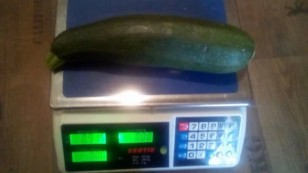 Cukkini - Nagy méretű (kb. 1-2kg/db)