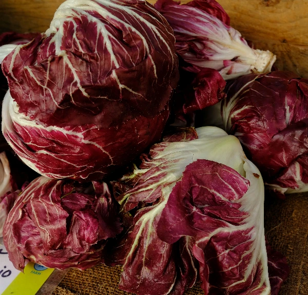 Radicchio vörös saláta