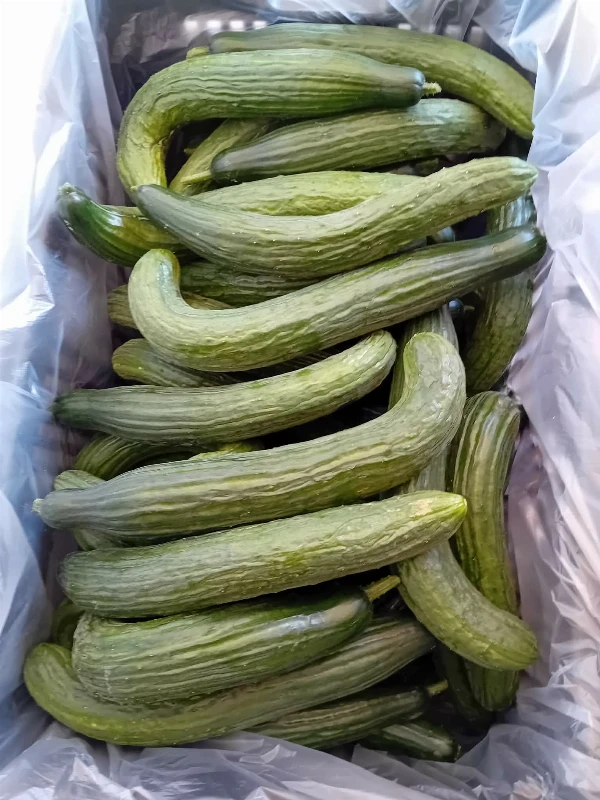 Kígyóuborka (görbe)