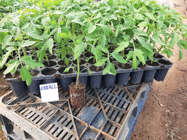 Korall paradicsom palánta - tovább nevelésre