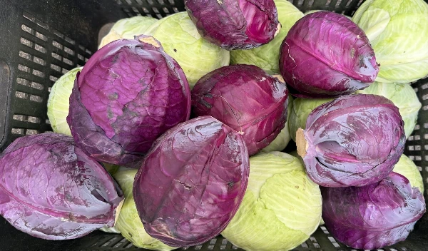 Lilakáposzta (kb. 0,9-1,6 kg/db)