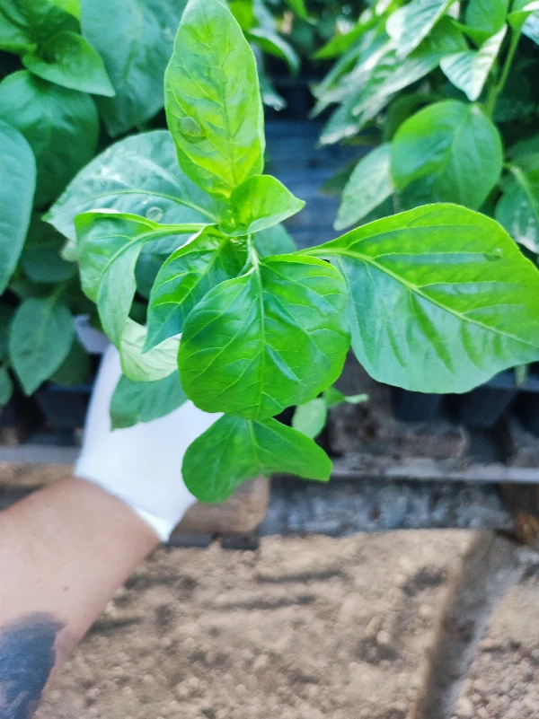 Alba Regia paprika palánta