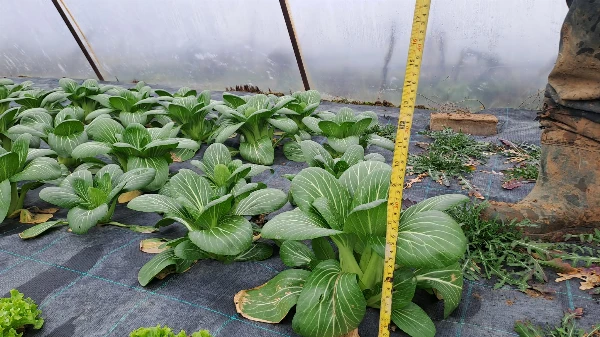 Pak Choi (Kínai káposzta)