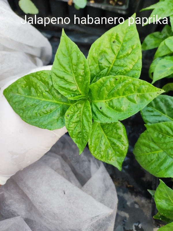 Jalapeno paprika palánta
