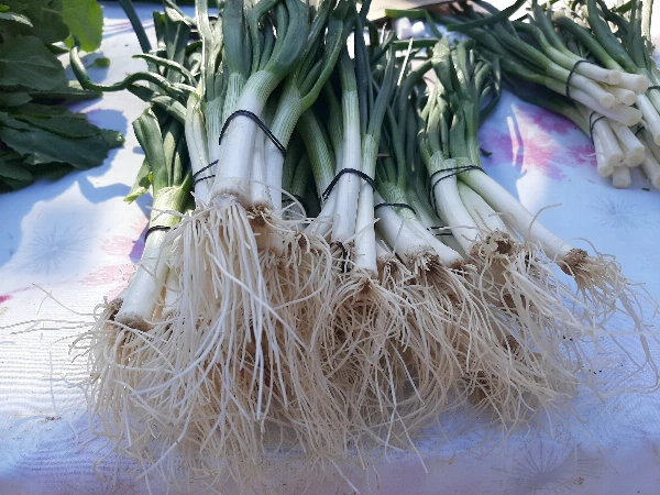 Zöldhagyma (fehér)