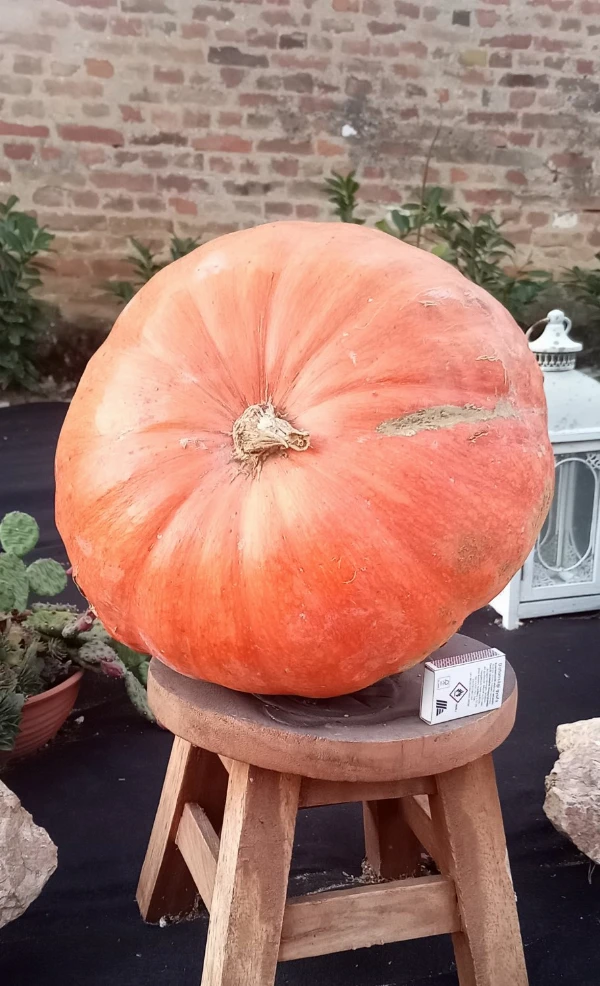 Sütőtök Halloween-ra, Édes pite