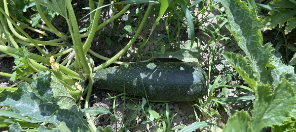 Cukkini (kb. 0,8-1 kg)