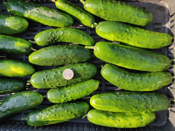 Snack salátauborka