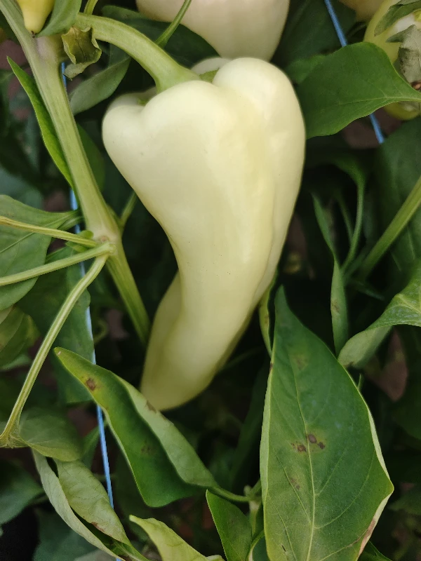 Paprika - TV (I. osztályú)