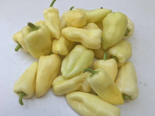 Paprika - Lecsó (sárga)