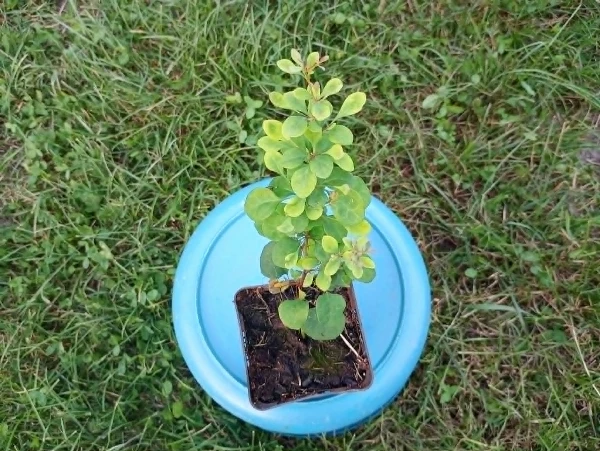Borbolya - Berberis