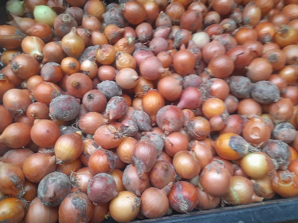 Vöröshagyma, apróbb