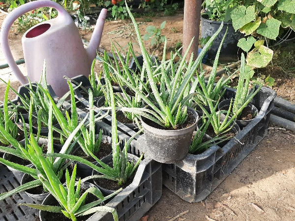 Aloevera