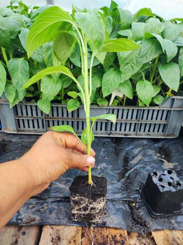 Alba Regia paprika palánta