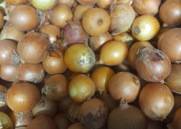 Vöröshagyma, apróbb