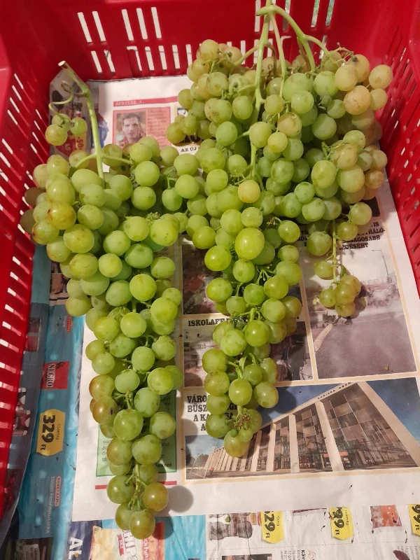 Boglárka csemegeszőlő