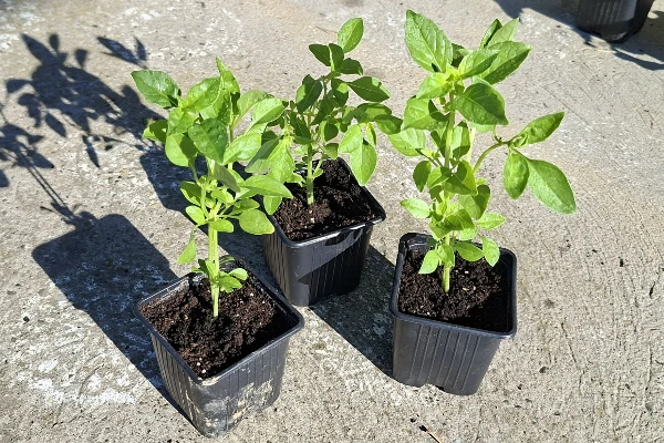 Bazsalikom "Fino verde"
