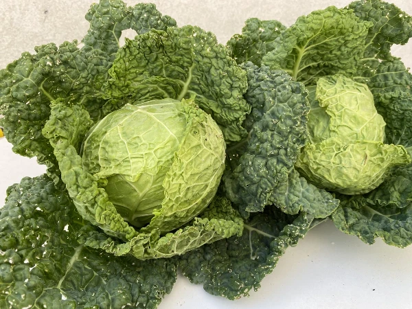 Kelkáposzta (kb. 0,8-1 kg/db)