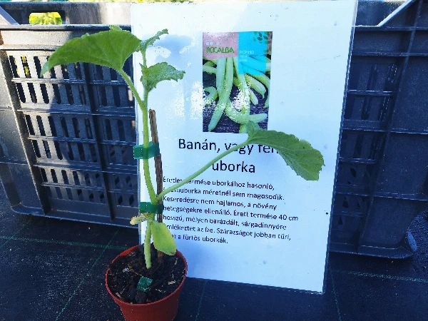 Fehér vagy banán uborka