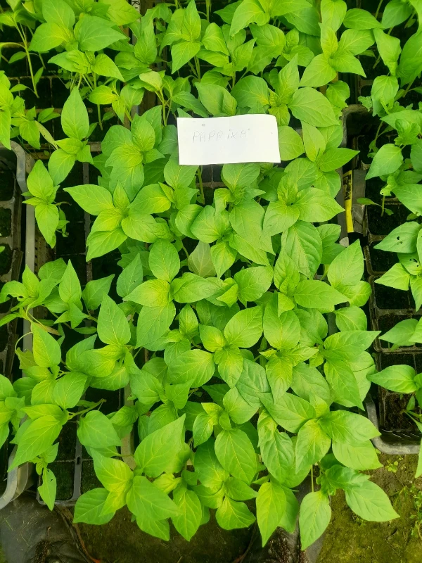 Kápia paprika palánta