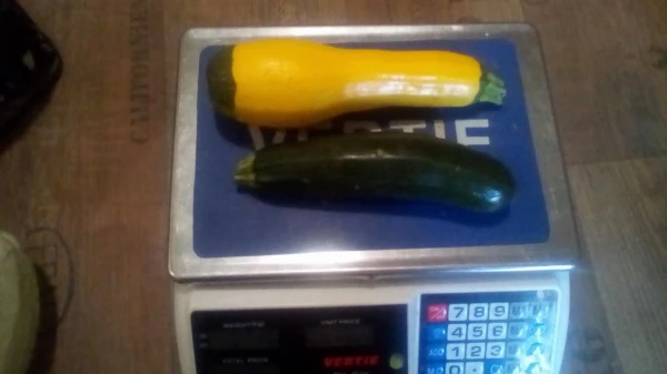 Cukkini (rántani való) (kb. 0,3-1kg/db)