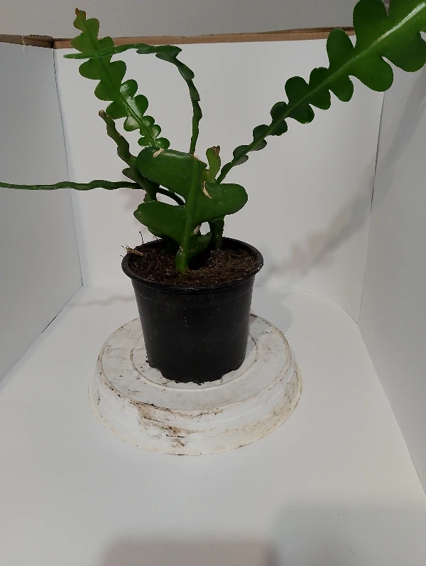 Halszálka levélkaktusz (Epiphyllum anguliger)