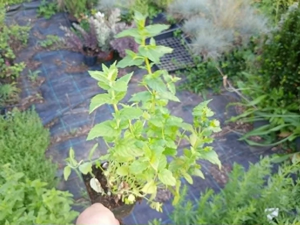 Zöldmenta