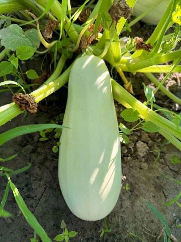 Tök - Főzeléknek való (kb. 1-2 kg)