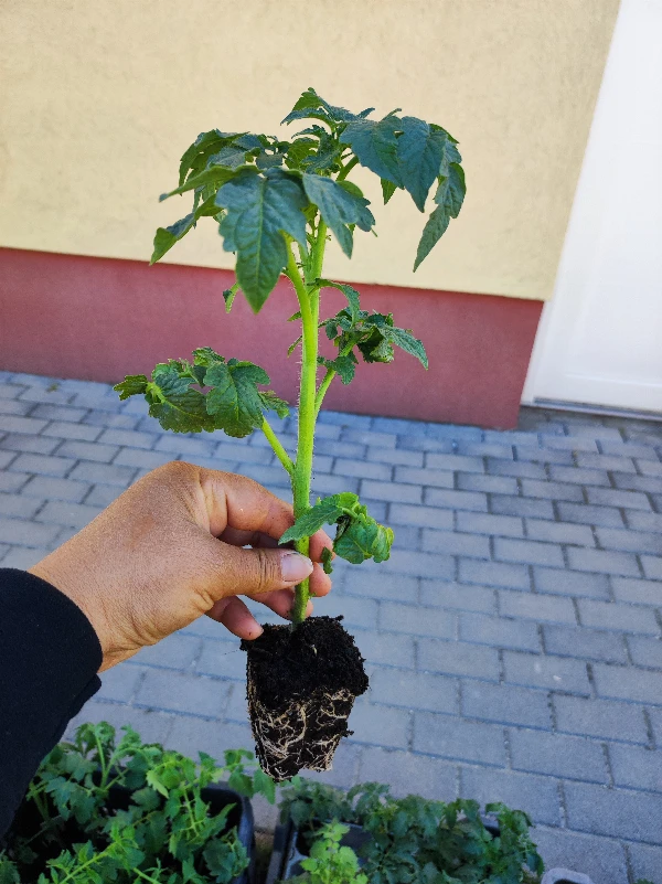 Balkon törpe koktélparadicsom palánta