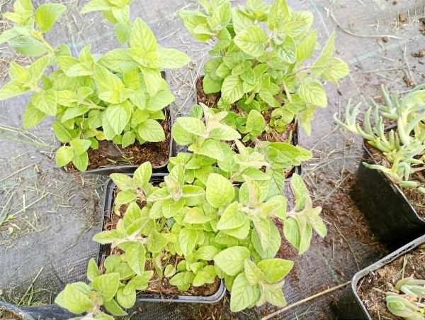 Oregano