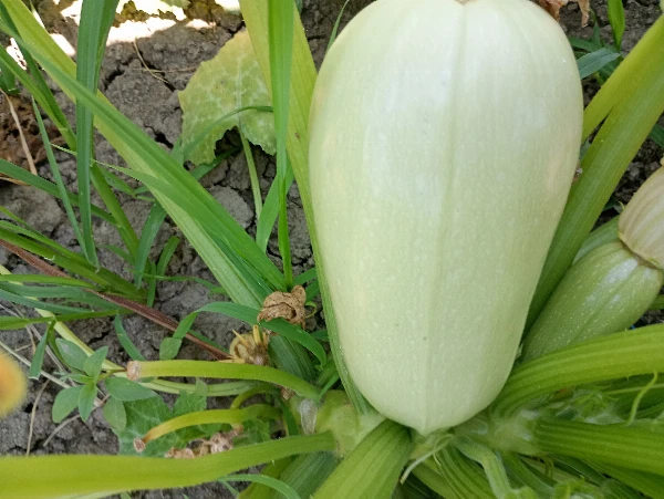Tök - főznivaló (kb. 1-2 kg/db)
