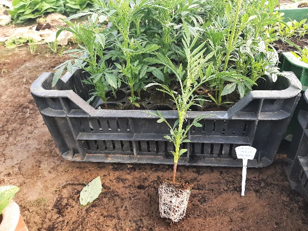 Bársonyvirág citromsárga palánta