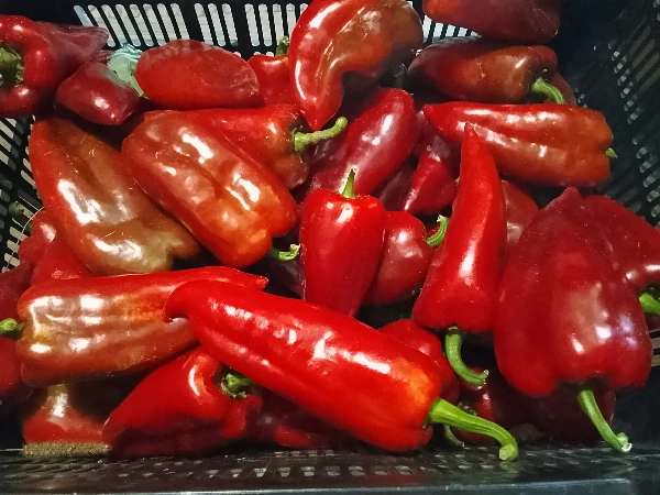 Paprika - Kápia